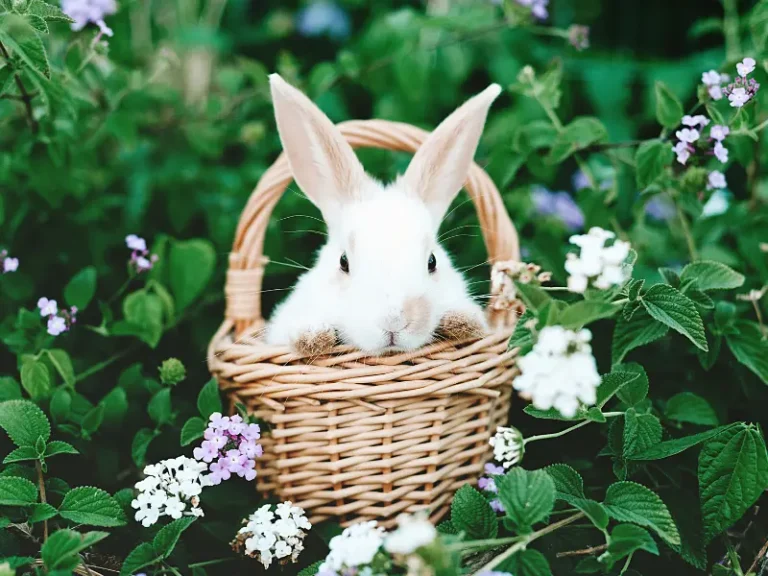 A white bunny in a basket