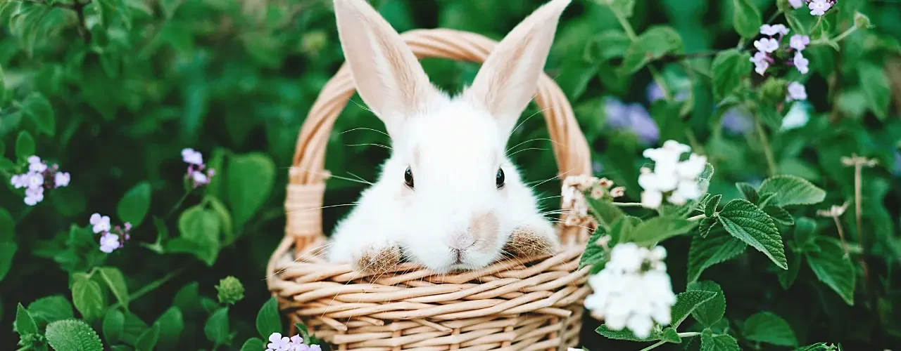 A white bunny in a basket