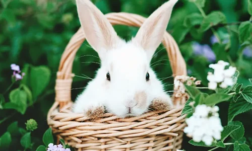 A white bunny in a basket